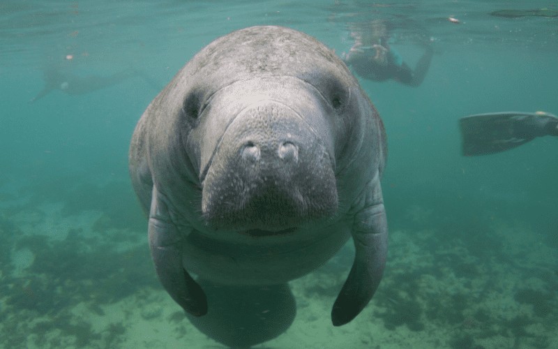 crystal river manatee