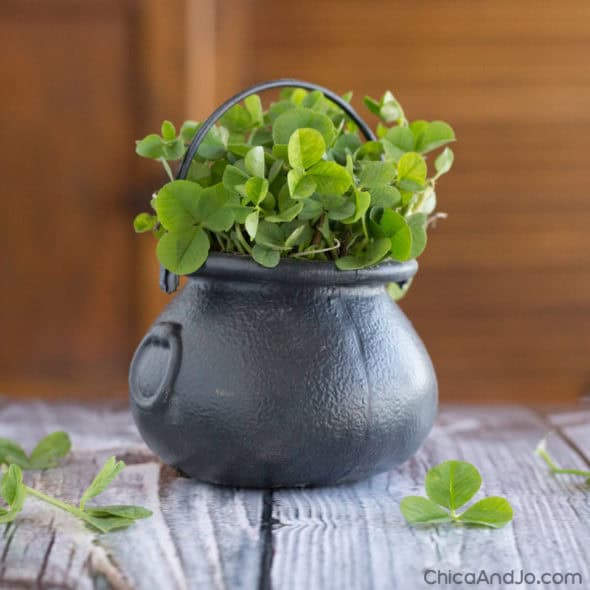 st patricks day clover pots 