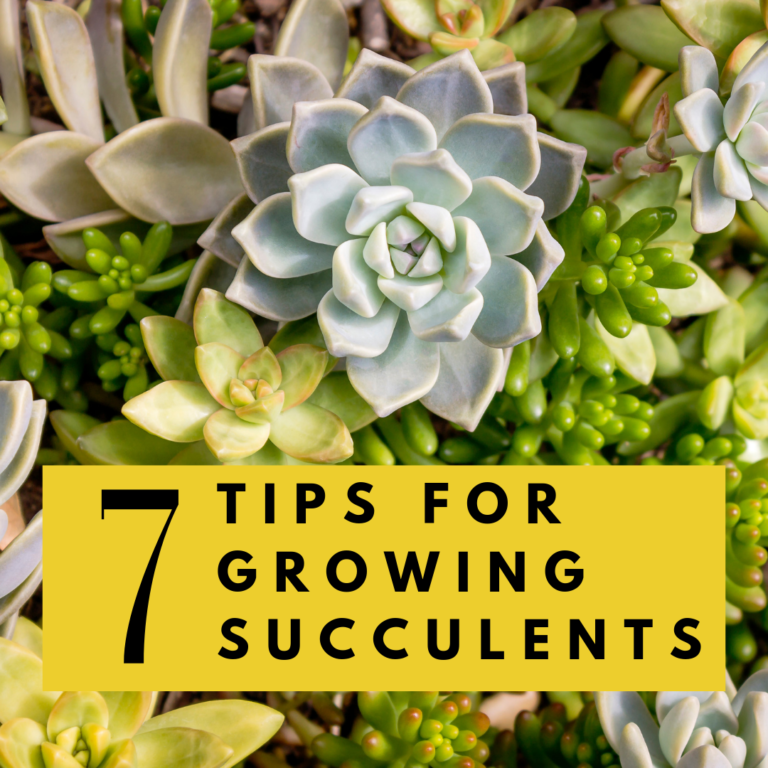 7 Tips for Growing Succelents