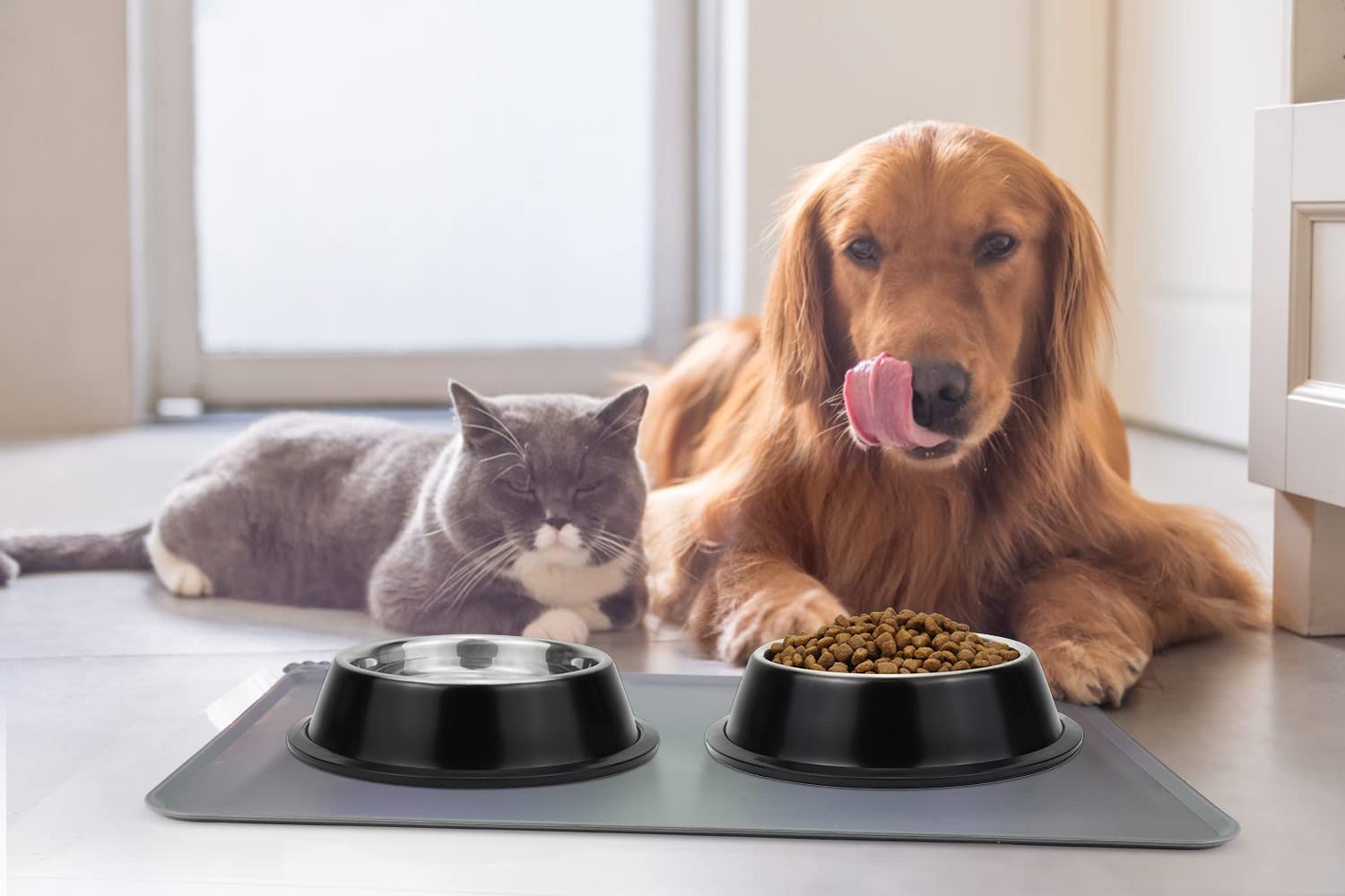pets with metal bowls