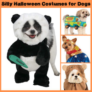 15+ Super Silly Halloween Costumes for Your Furbaby