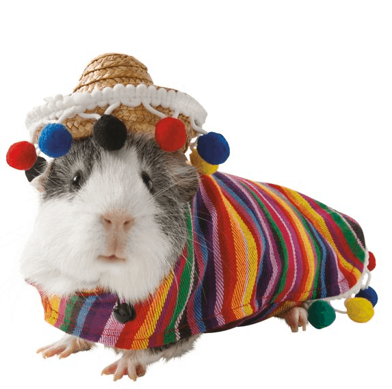 Petsmart has Guinea Pig Halloween Costumes