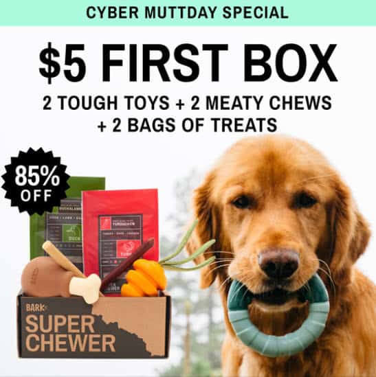 golden retriever jibbitz