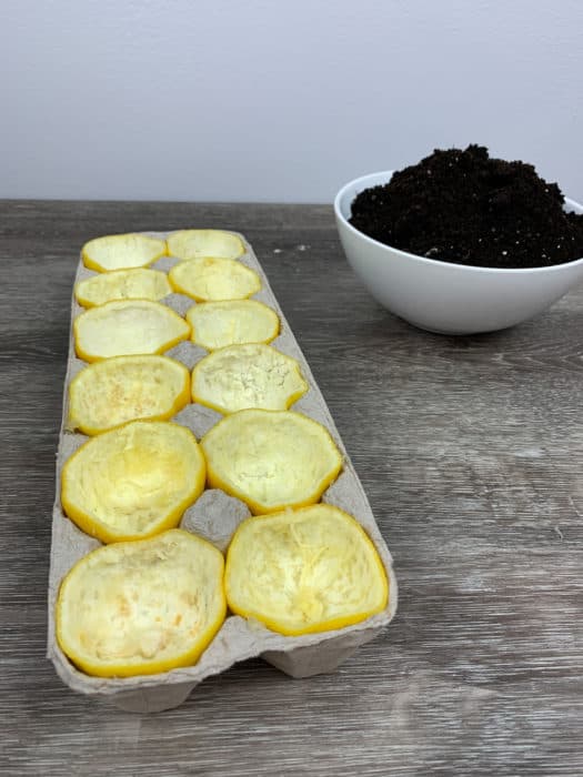 DIY Lemon Seed Starter Gardening Project for Kids