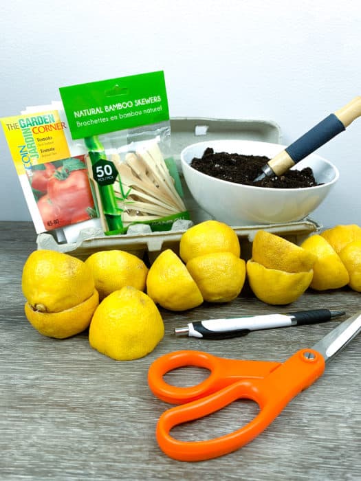 DIY Lemon Seed Starter Gardening Project for Kids