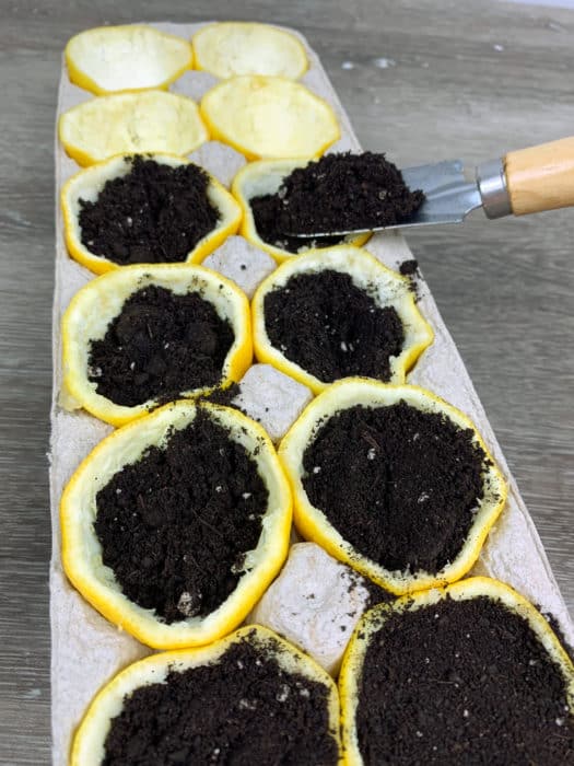 DIY Lemon Seed Starter Gardening Project for Kids