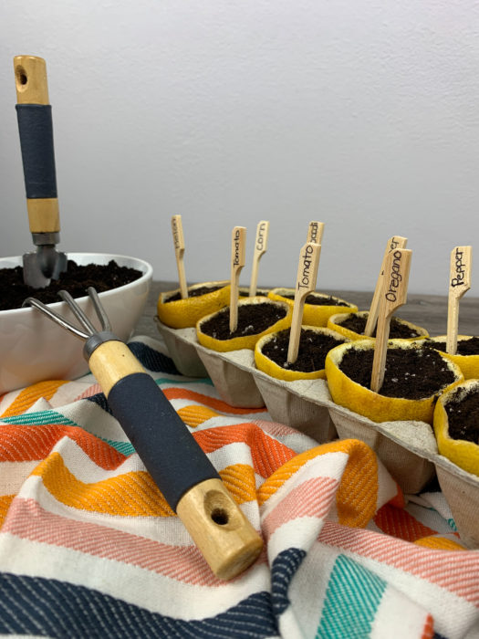 DIY Lemon Seed Starter Gardening Project for Kids