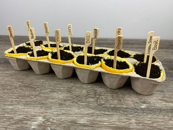 DIY Lemon Seed Starter Gardening Project for Kids