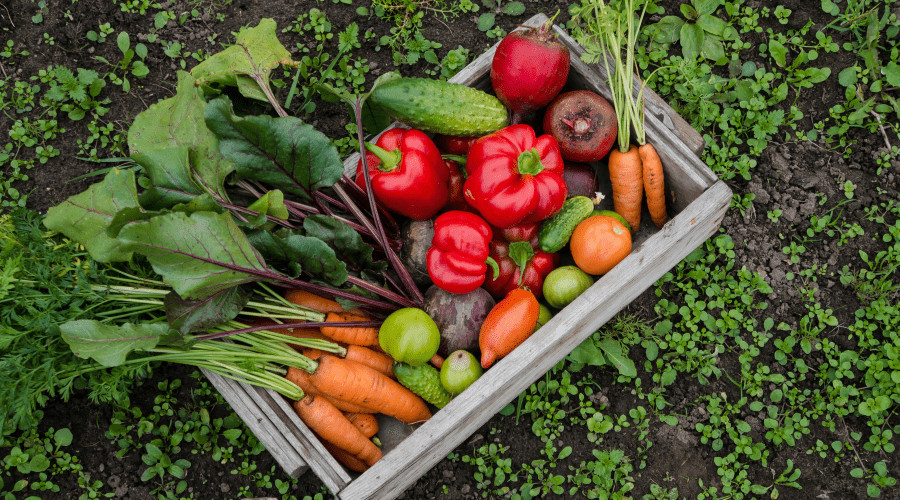 start a garden