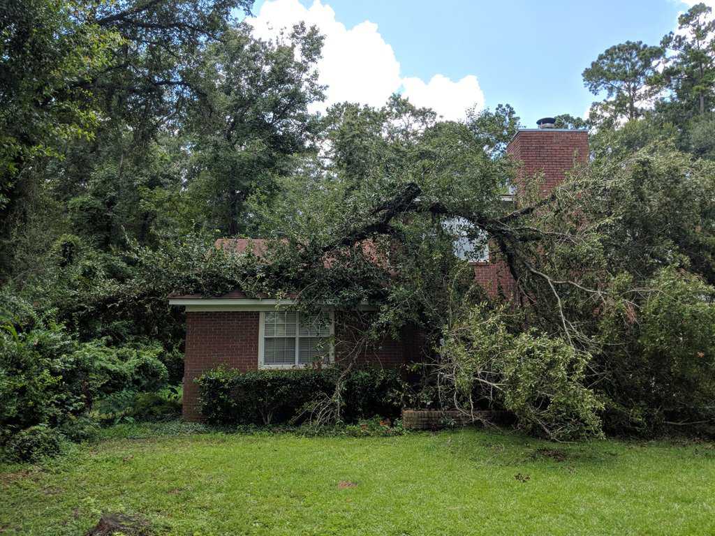 tree on house