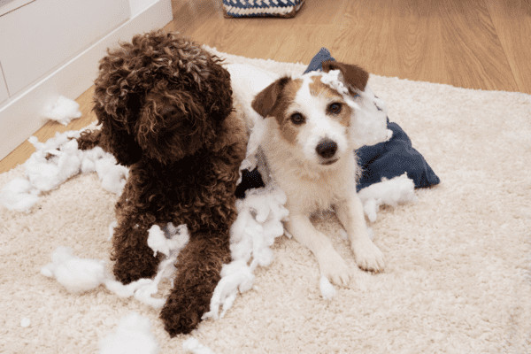 Easy Ways to Puppy Proof