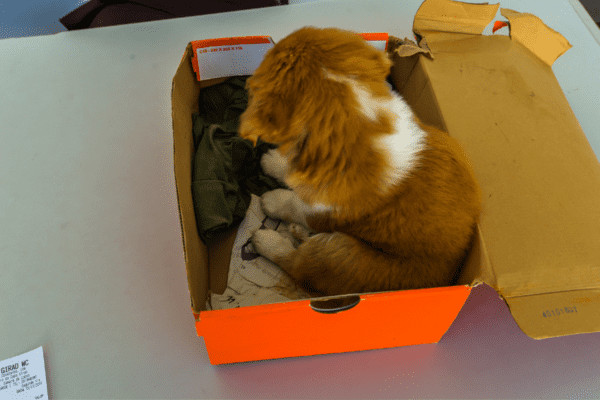 Easy Ways to Puppy Proof