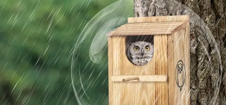 Owl in birdhouse with waterproof asphalt roof in rain.
