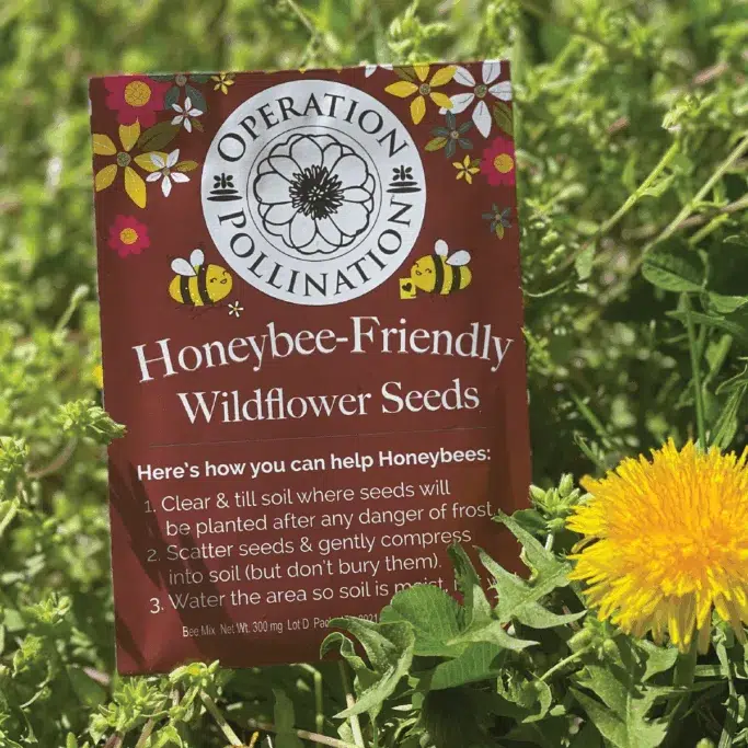 Honeybee-friendly wildflower seeds packet in garden.