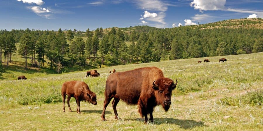 custer state park