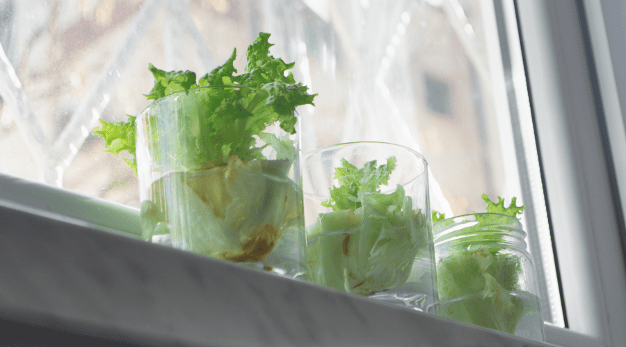 regrow lettuce