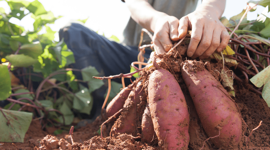 regrow sweet potatoes
