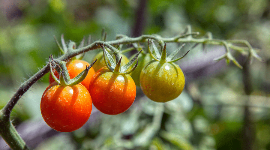 regrow tomatoes