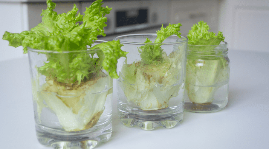 regrowing food