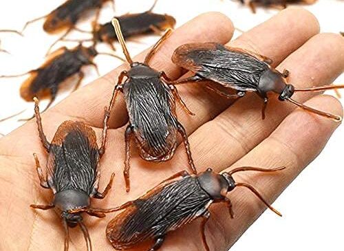 fake cockroaches