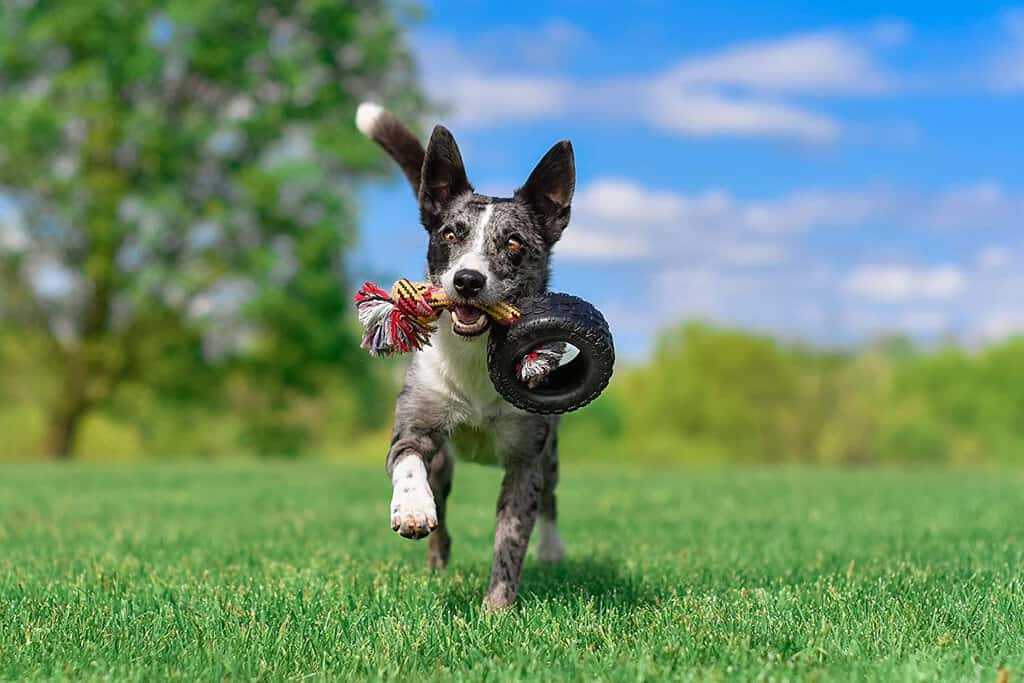 mammoth tire dog toy