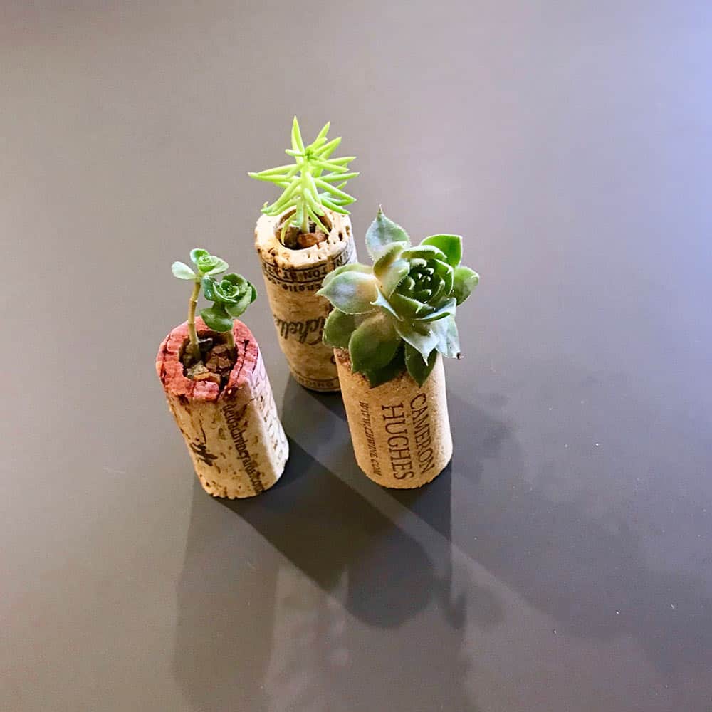 making wine cork succulent planters