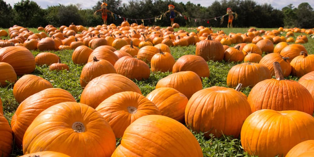 big and little pumpkins