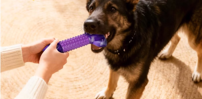 Dog playing with a purple chew toy