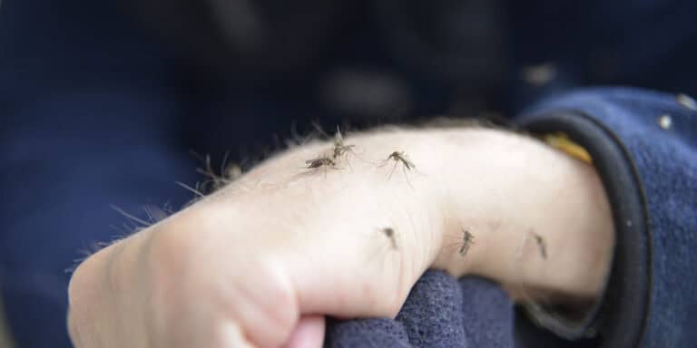 mosquitos on skin