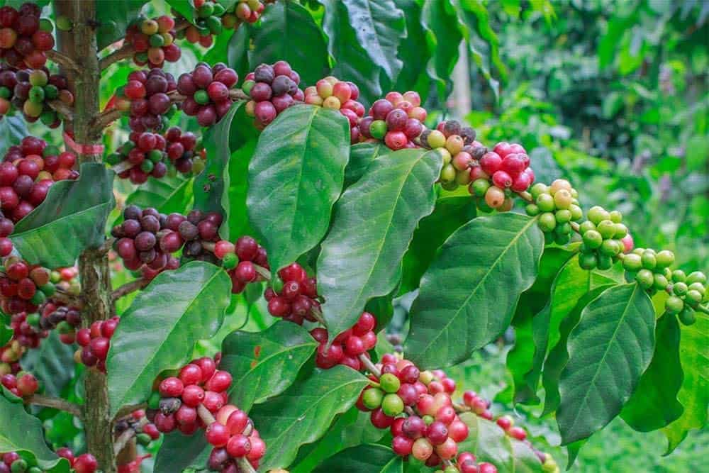 arabian coffee tree on tree