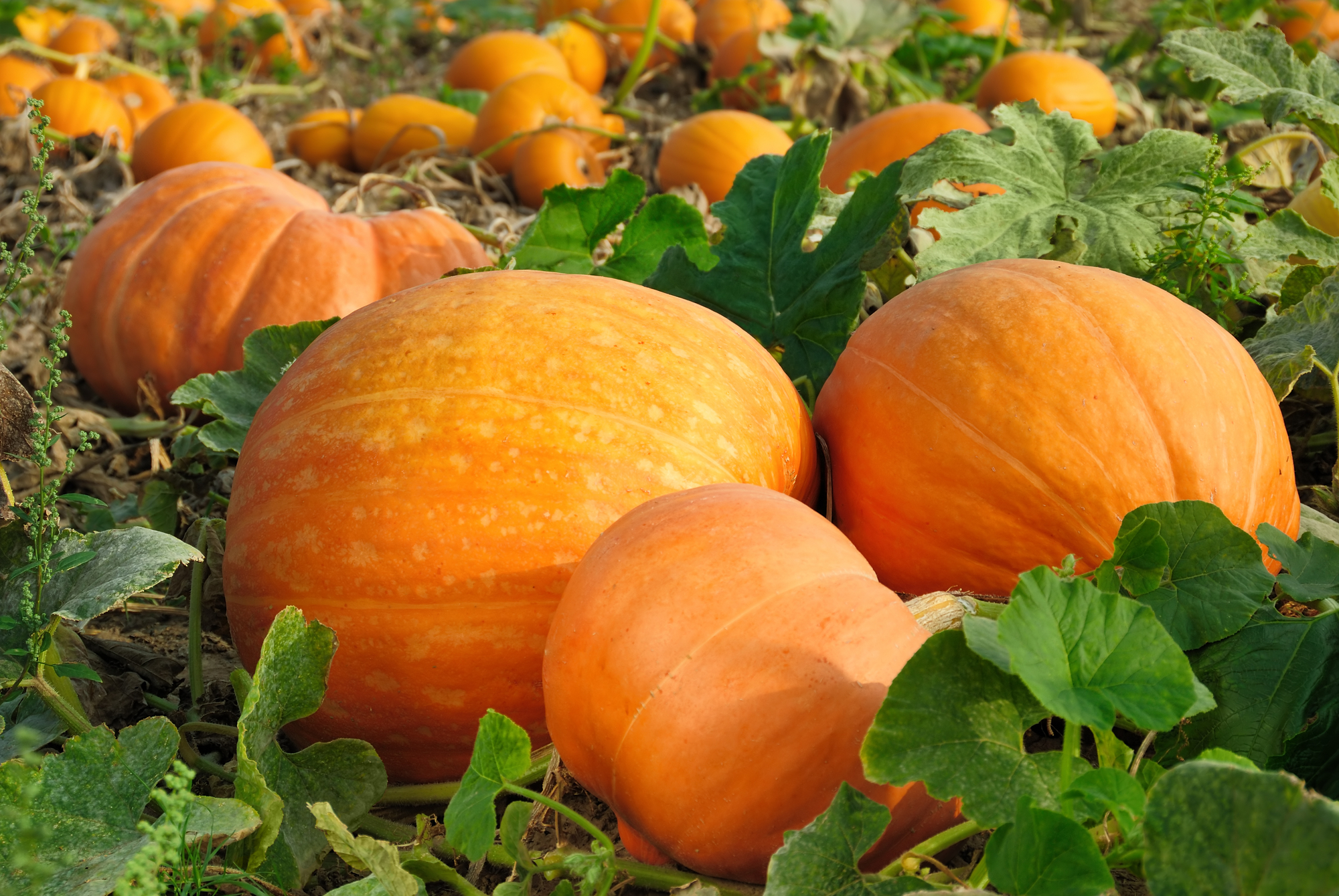 pumpkins on the field