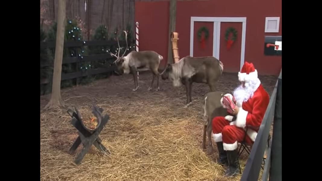 santa feeding reindeer