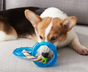 petstages orka dental links dog chew toy