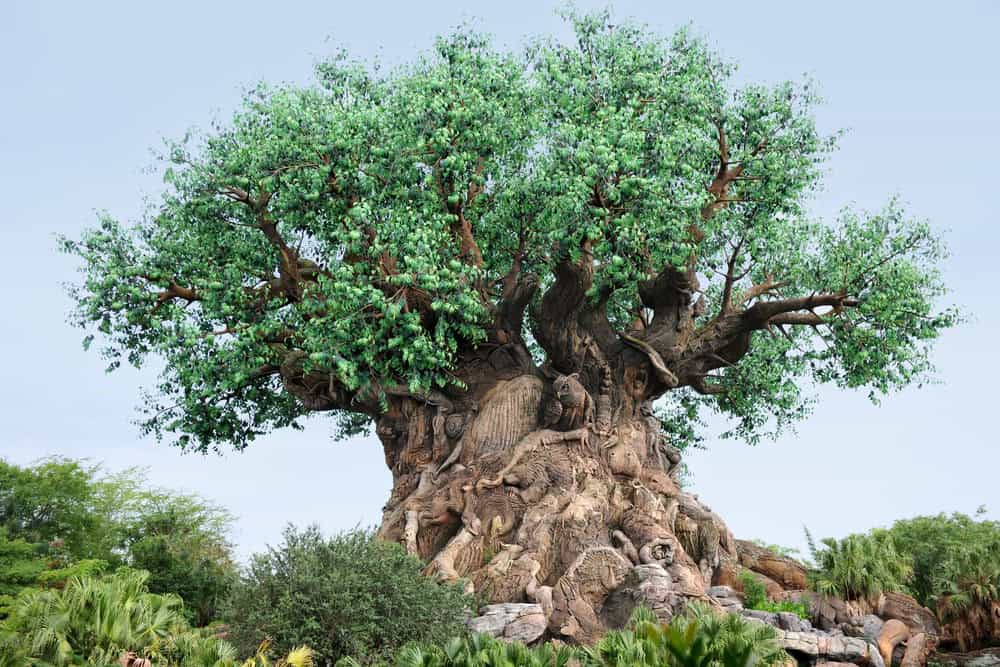 the tree of life at disney world