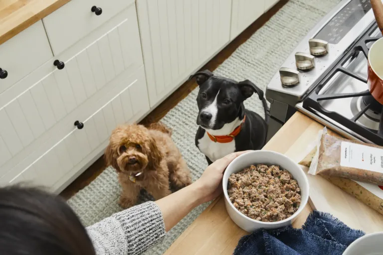 dog waiting for food 7e563e