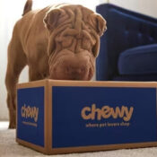 chewy box with dog