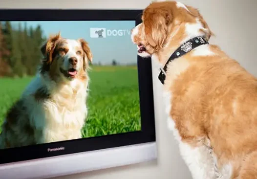 dog tv