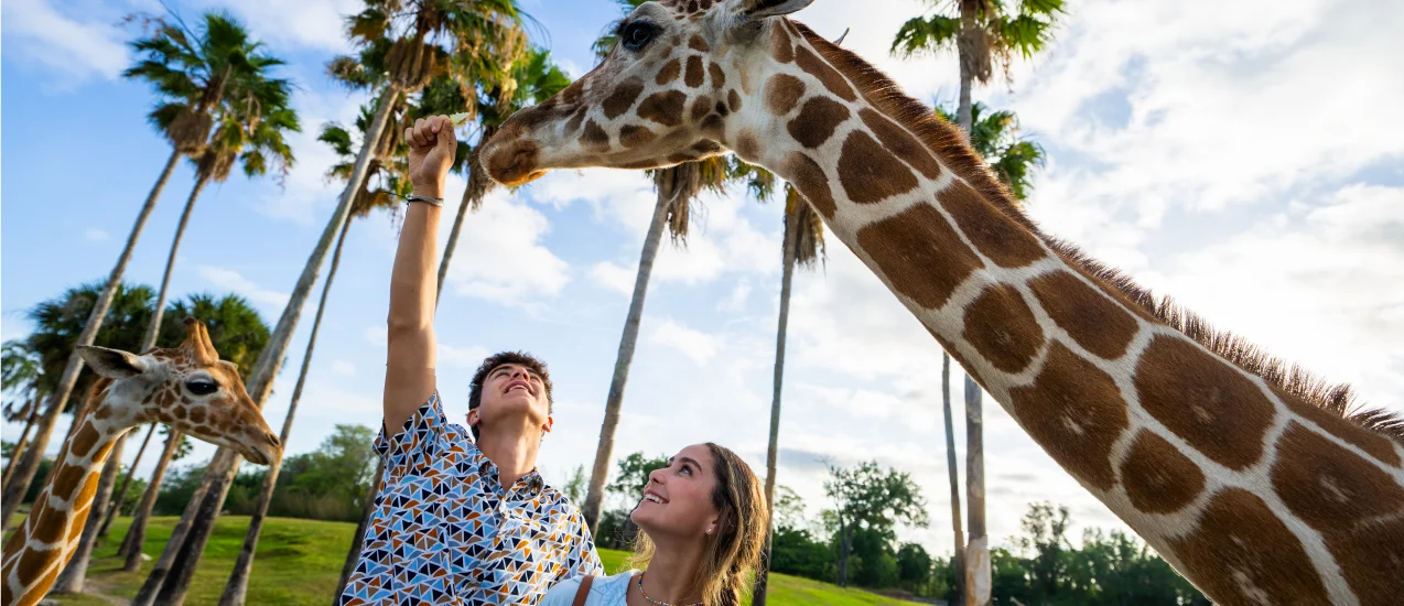 busch gardens giraffe