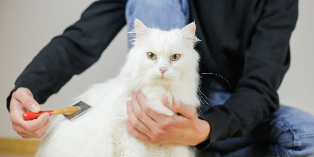 long hair cat brush comb