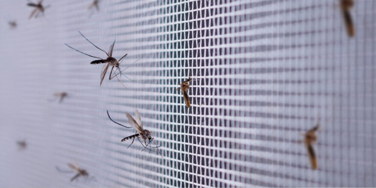 mosquitos on screen