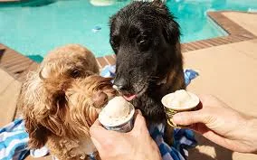 Dogs enjoying ice cream by the pool.
