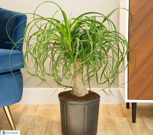 costa houseplant