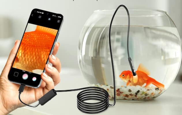 Smartphone examining fish in bowl with camera probe.