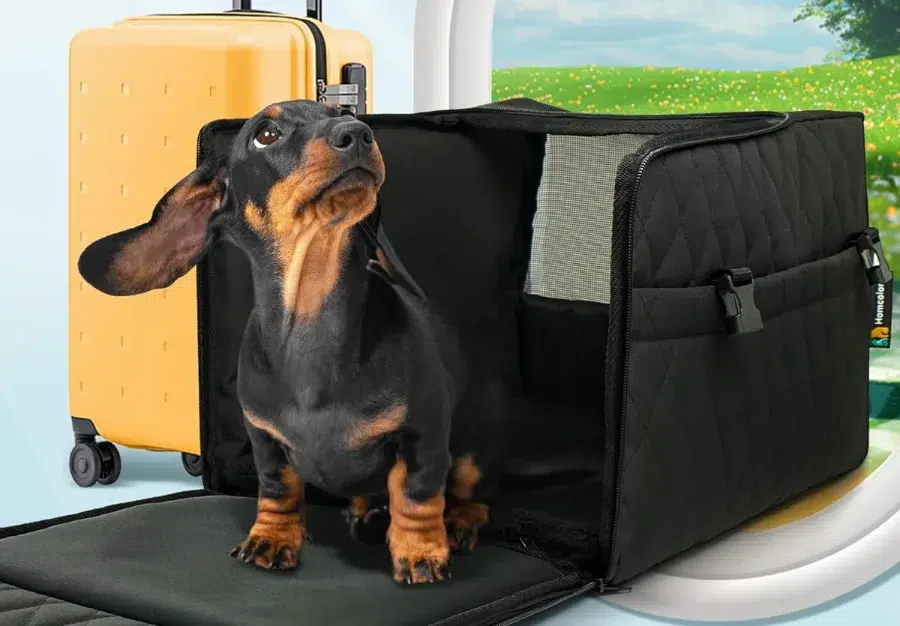 Dachshund in a black travel carrier with suitcase.