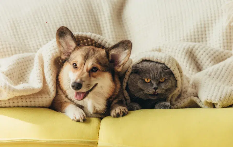Corgi and cat snuggled under blanket on couch.
