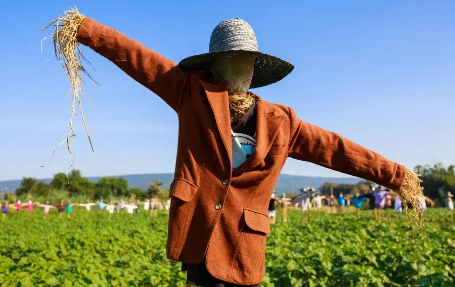 Scarecrow in field with bright sky background.