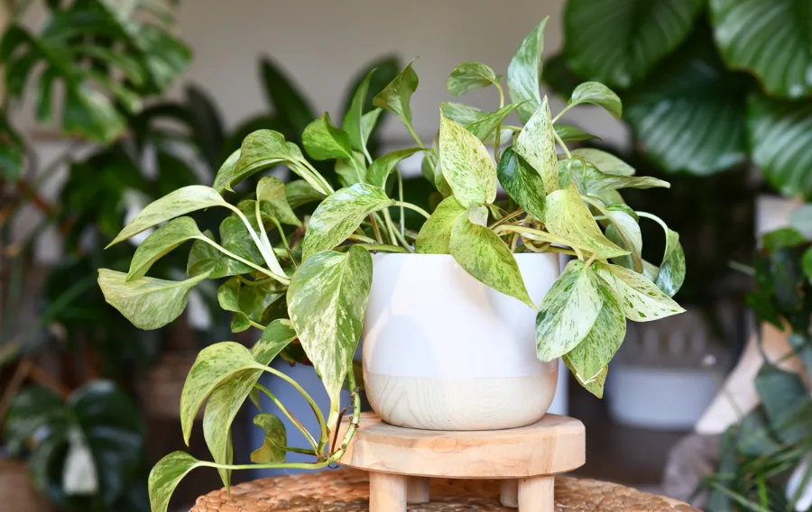Potted pothos plant on wooden stool, indoor setting.
