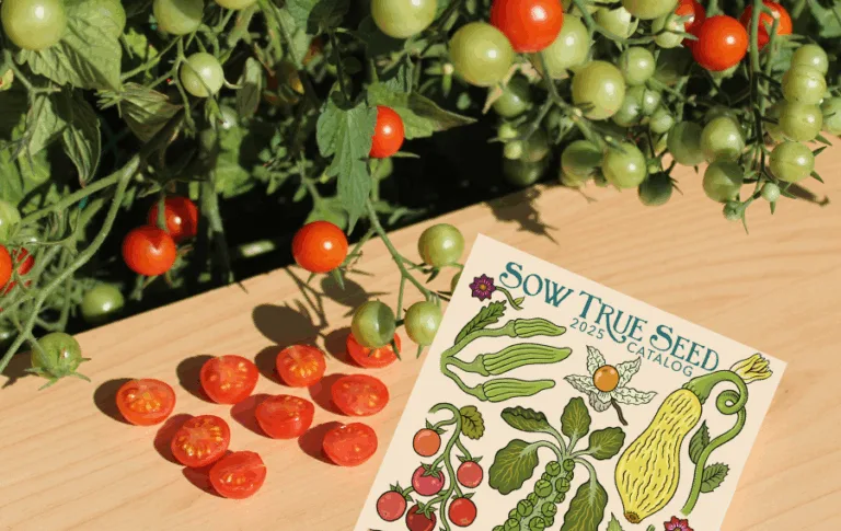 Sow True Seed catalog with fresh tomatoes.