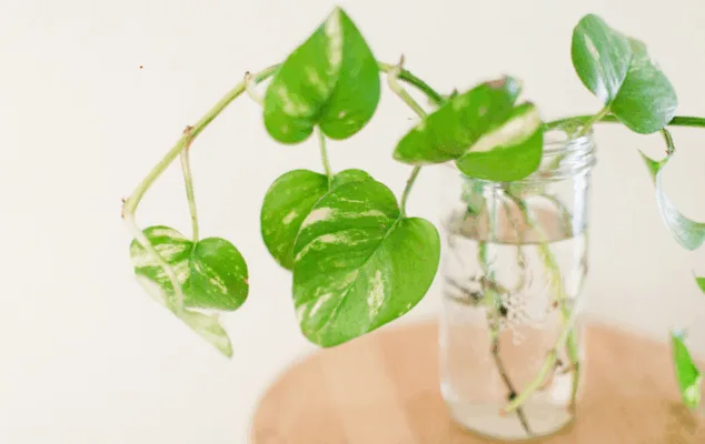 Pothos plant in a glass jar with water.