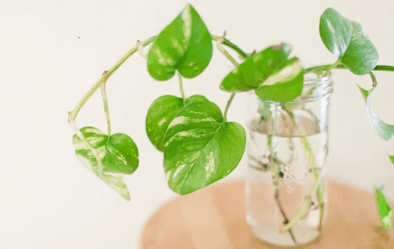 Pothos plant in a glass jar with water.